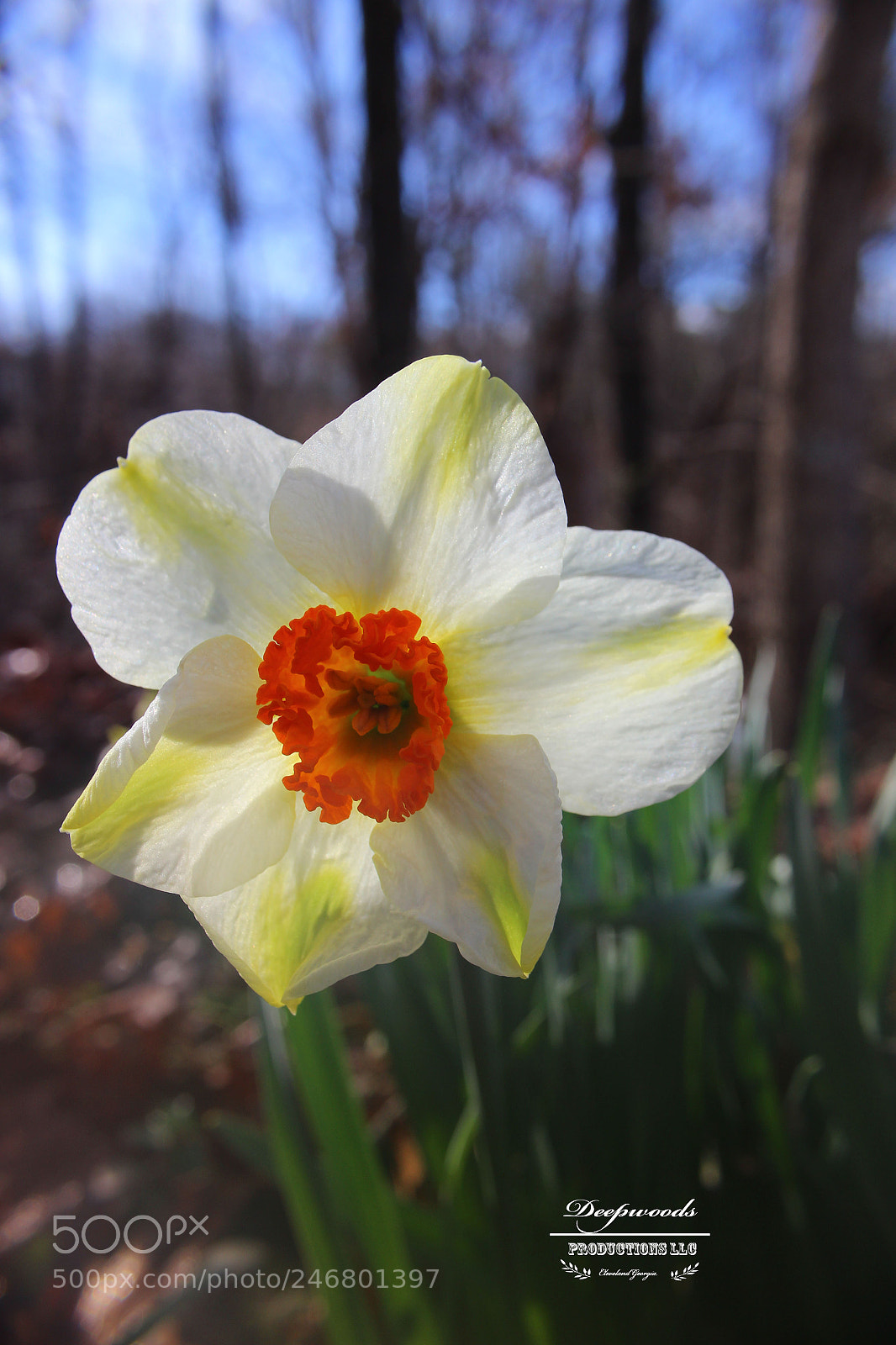 Canon EOS 600D (Rebel EOS T3i / EOS Kiss X5) sample photo. Springtime memories photography