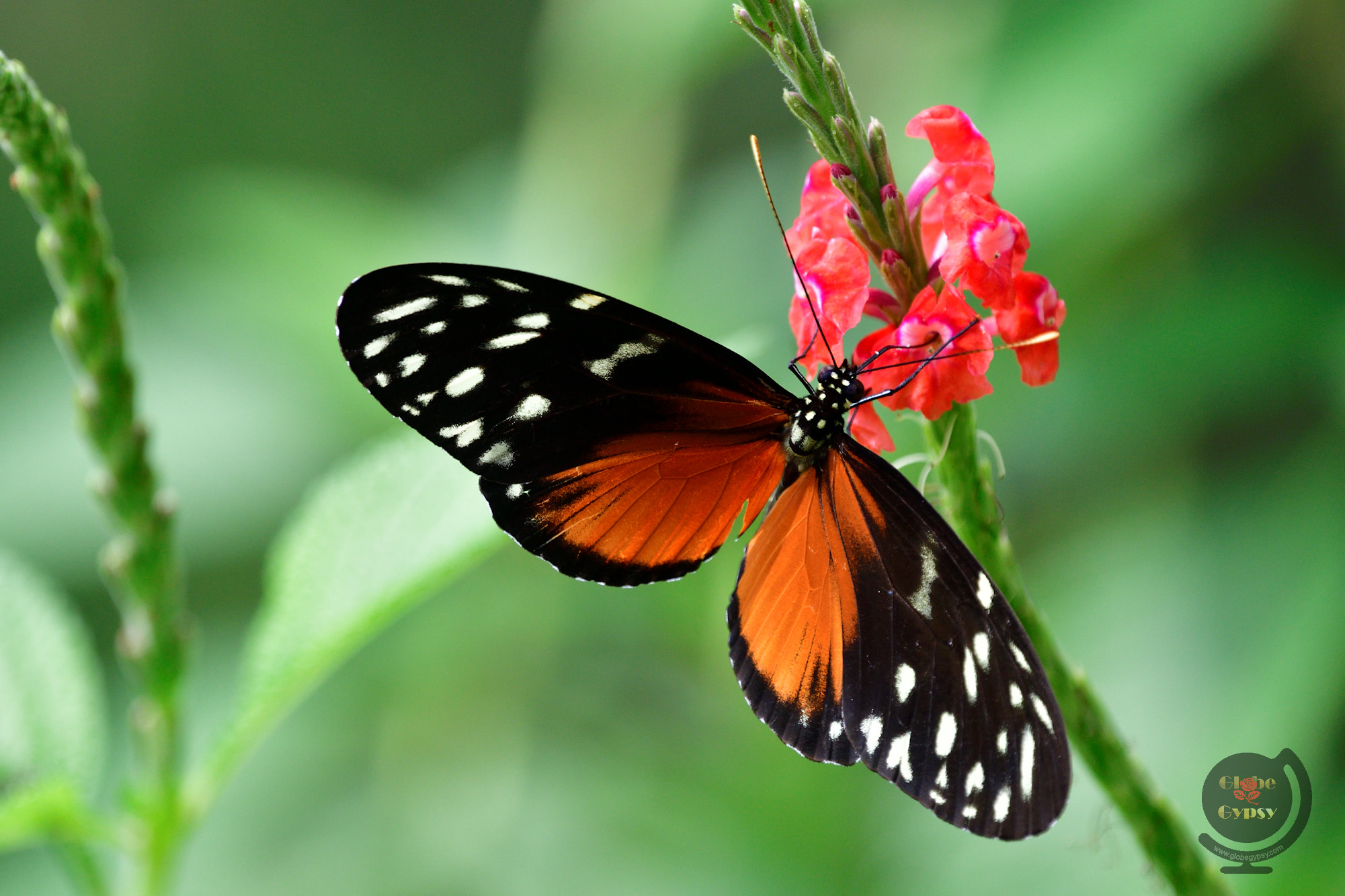 Nikon Nikkor AF-S 300mm F4E PF ED VR sample photo. Butterfly photography