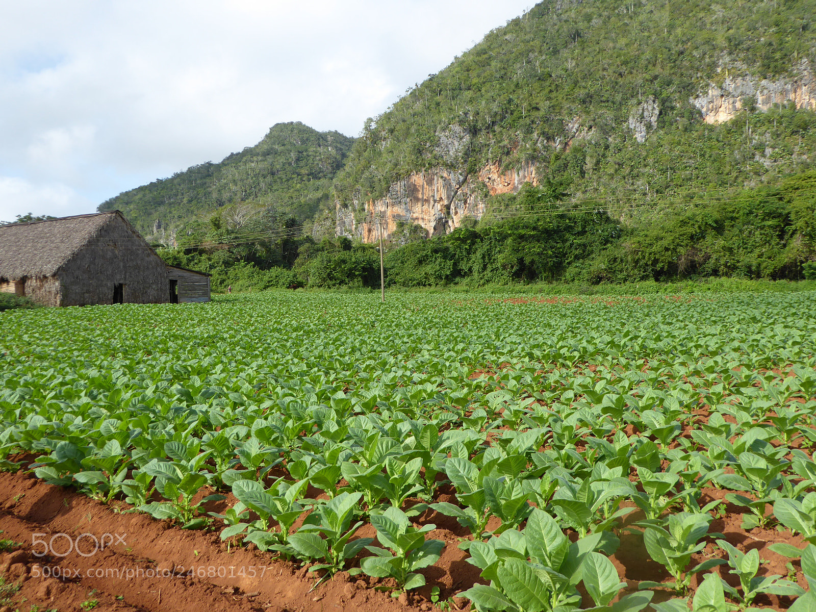 Panasonic DMC-TZ71 sample photo. Tobacco field in vale photography