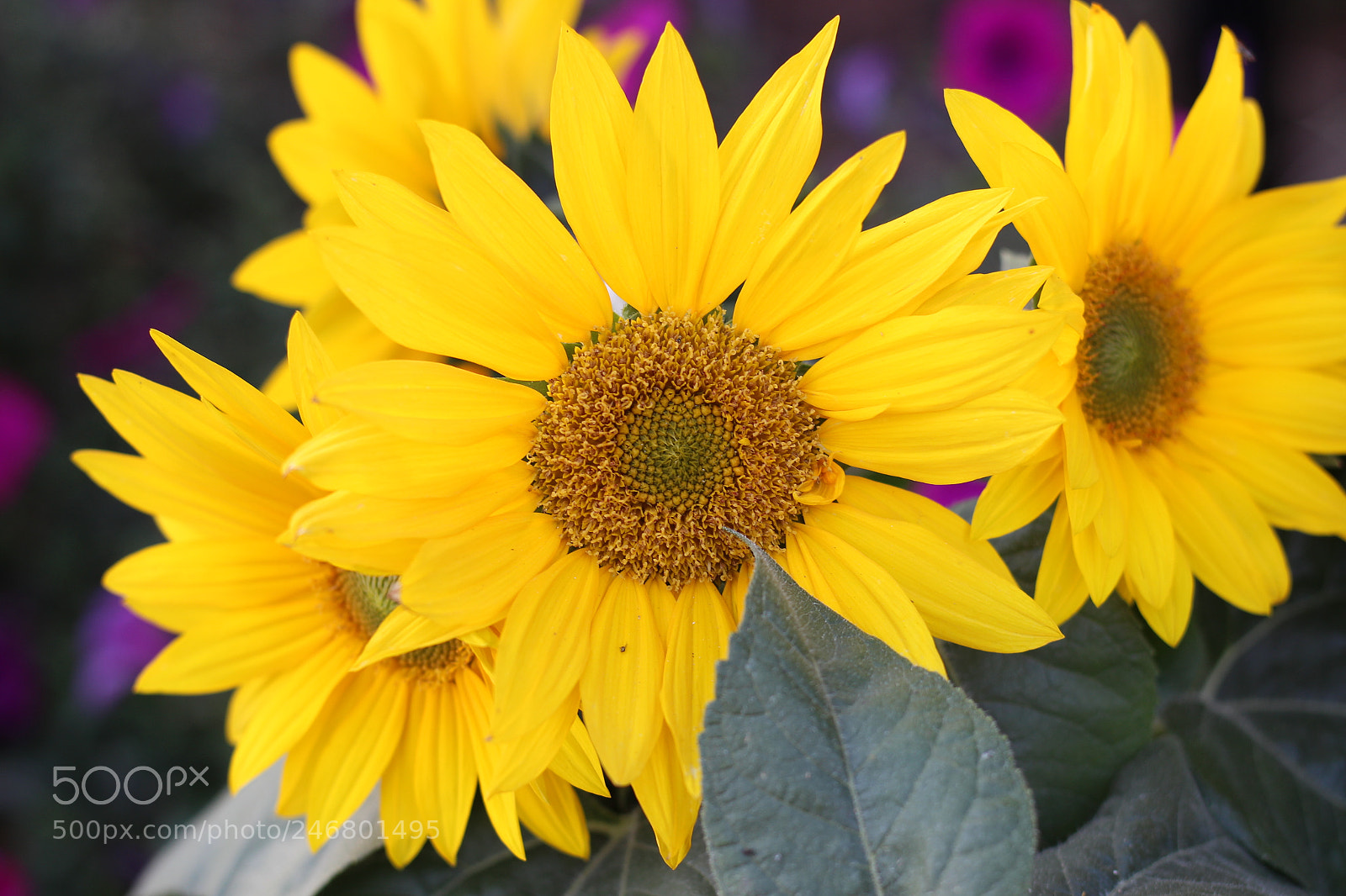Canon EOS 600D (Rebel EOS T3i / EOS Kiss X5) + Canon EF 50mm F1.8 STM sample photo. Perfect alignment photography