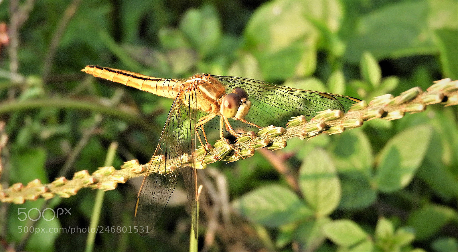 Nikon Coolpix B700 sample photo. Dragonfly photography
