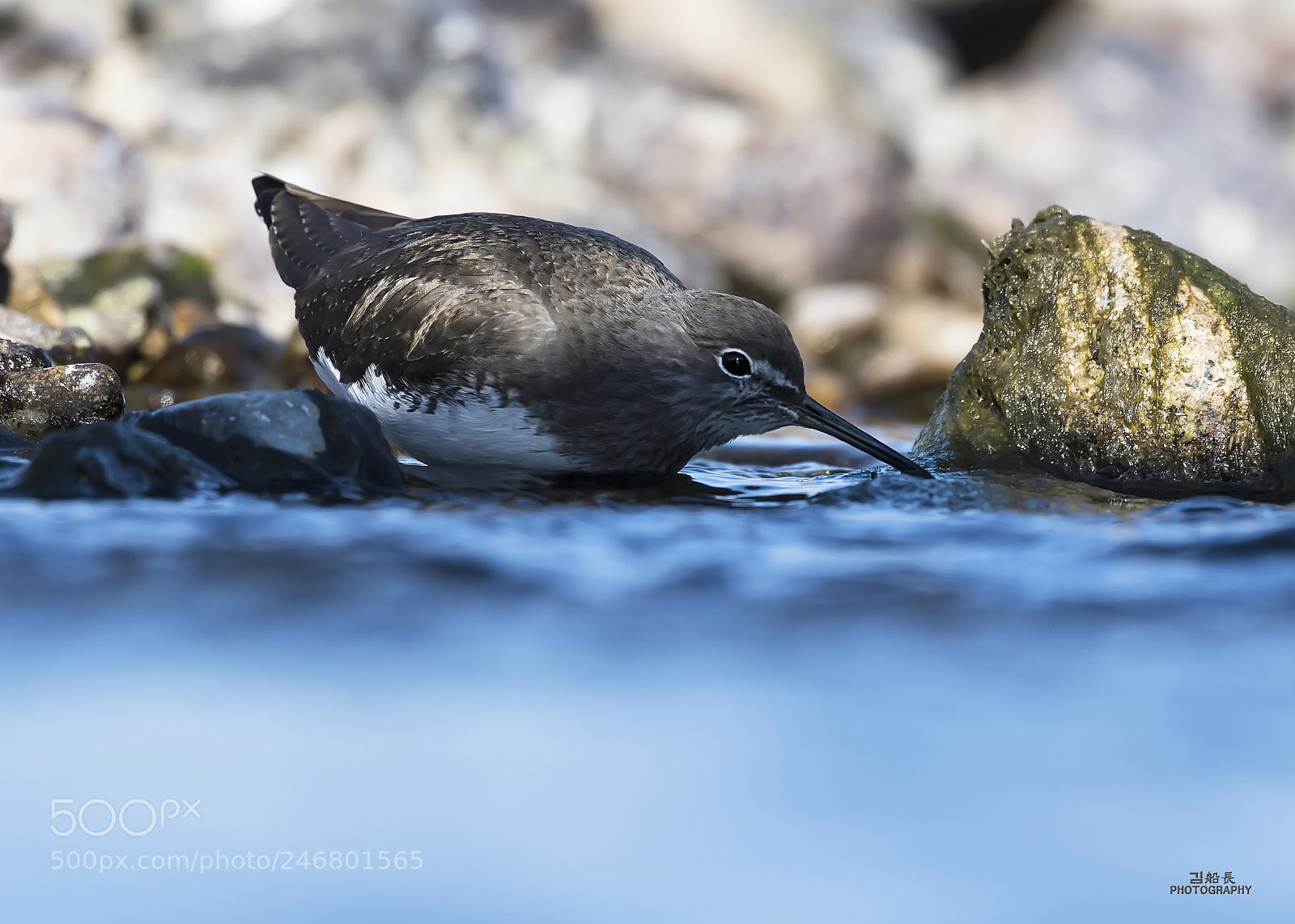 Nikon D500 sample photo. Green sandpiper photography