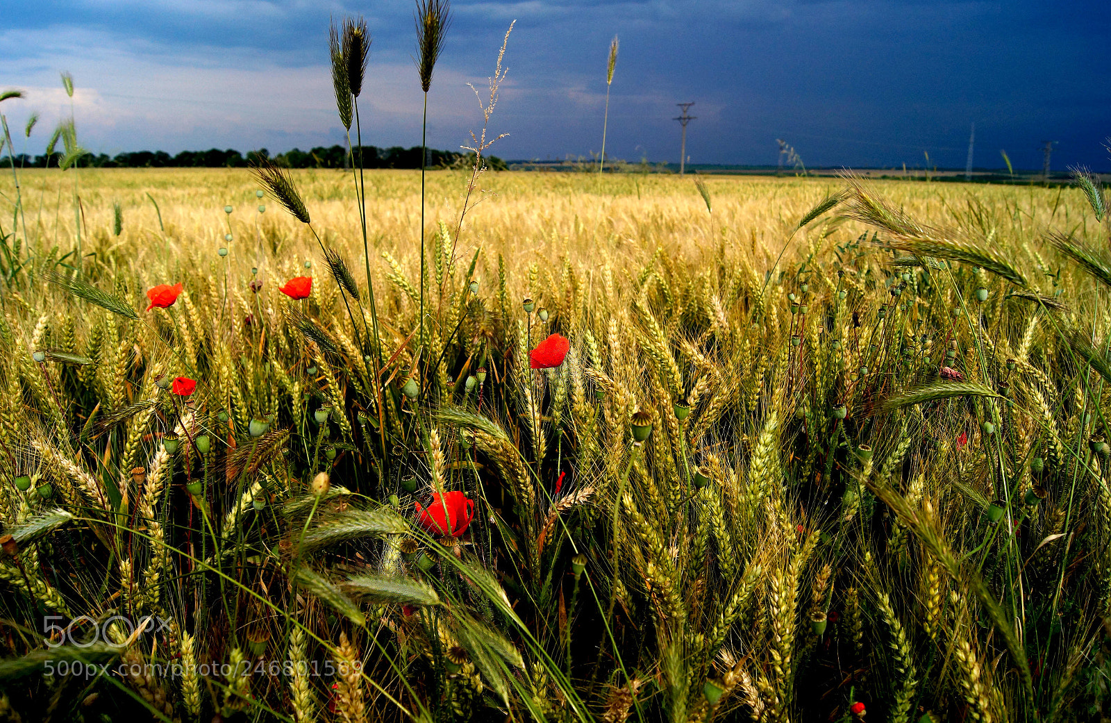 Sony SLT-A58 sample photo. Burja () photography