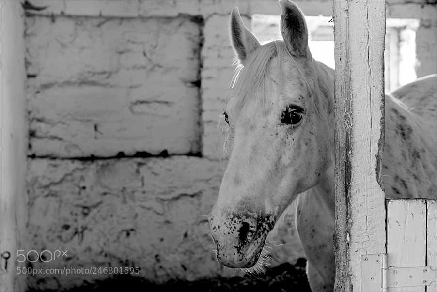 Nikon D610 sample photo. In a white stable photography