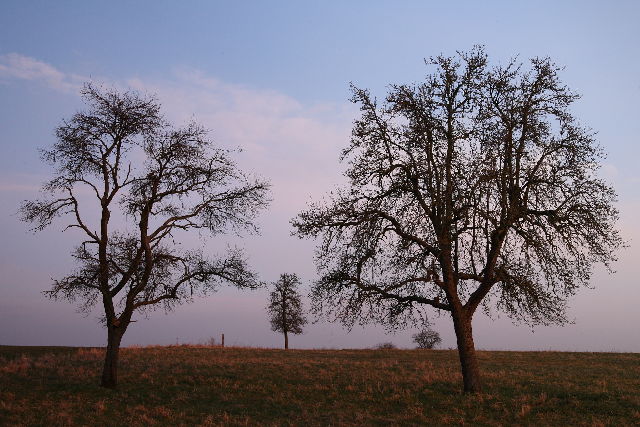 Canon EOS 5D sample photo. The apple trees photography