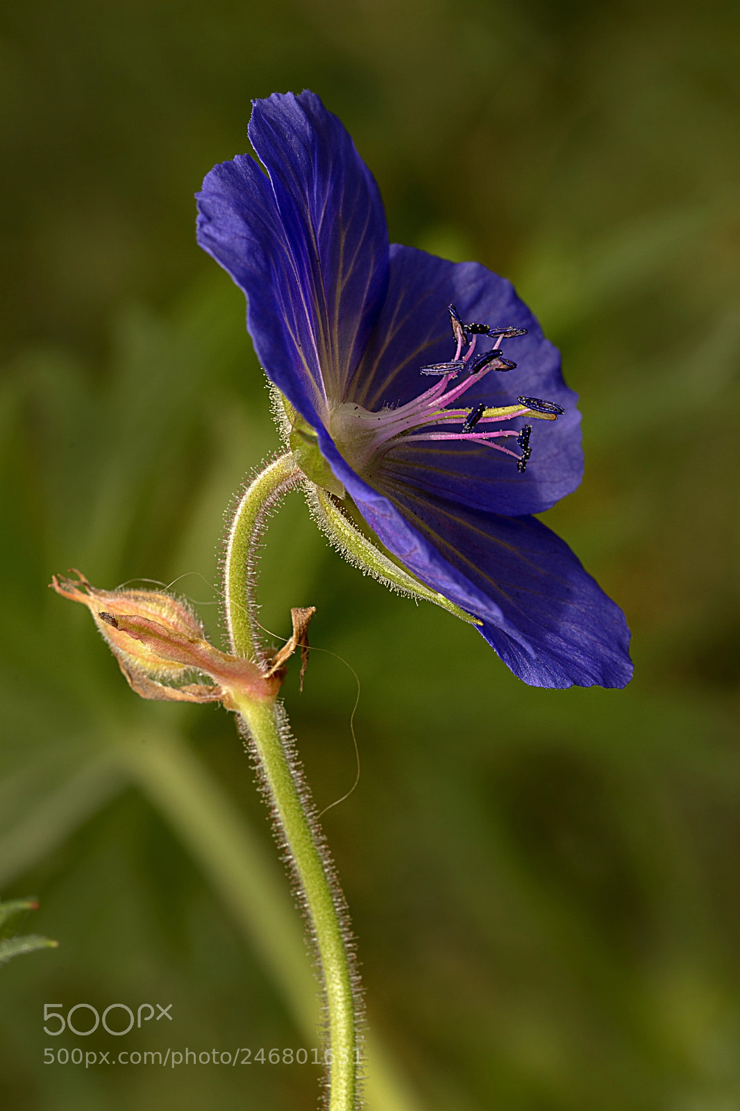Nikon D3200 sample photo. Cranesbill photography