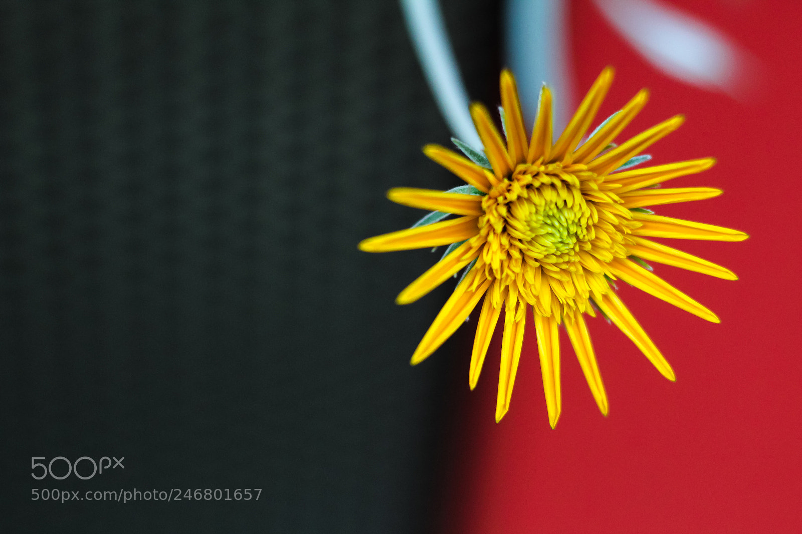 Canon EOS 1300D (EOS Rebel T6 / EOS Kiss X80) sample photo. Yellow flower in an photography