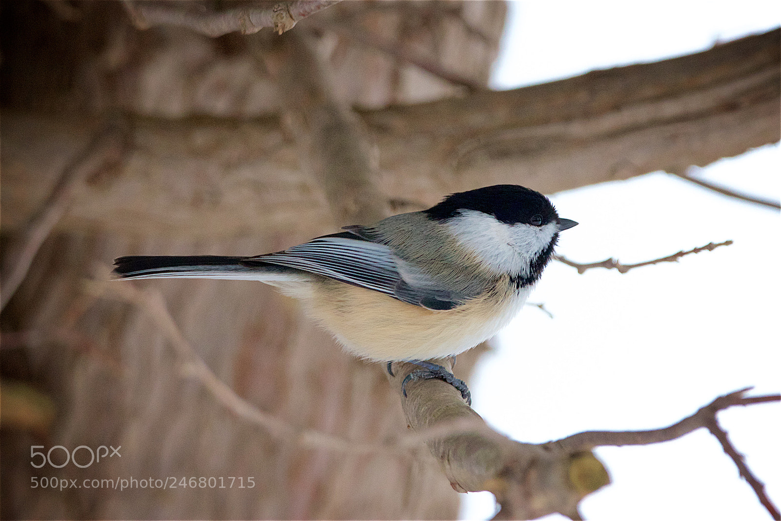 Canon EOS 550D (EOS Rebel T2i / EOS Kiss X4) sample photo. Black capped chickadee photography