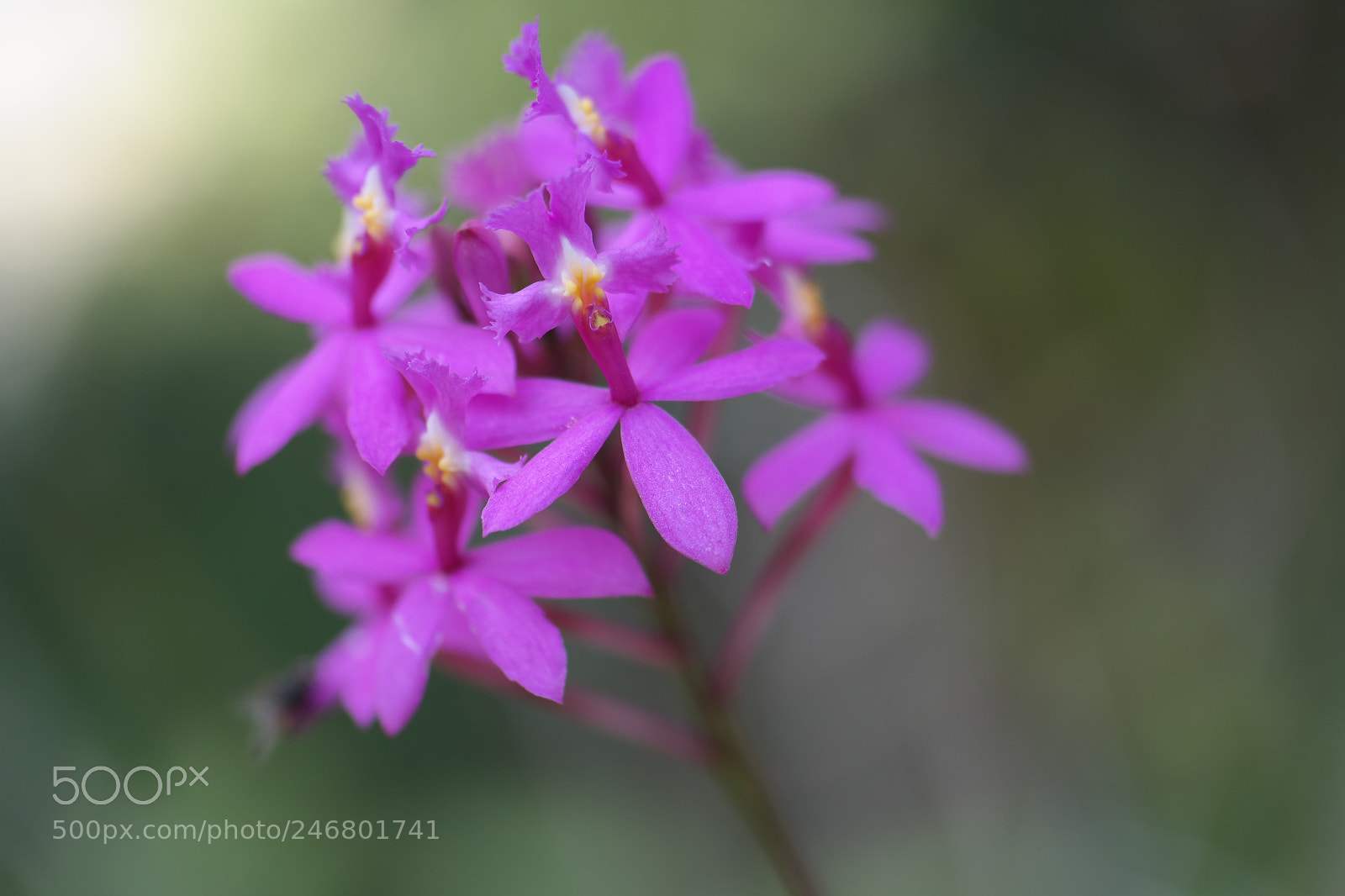 Samsung NX30 sample photo. Dendrobium secundum photography