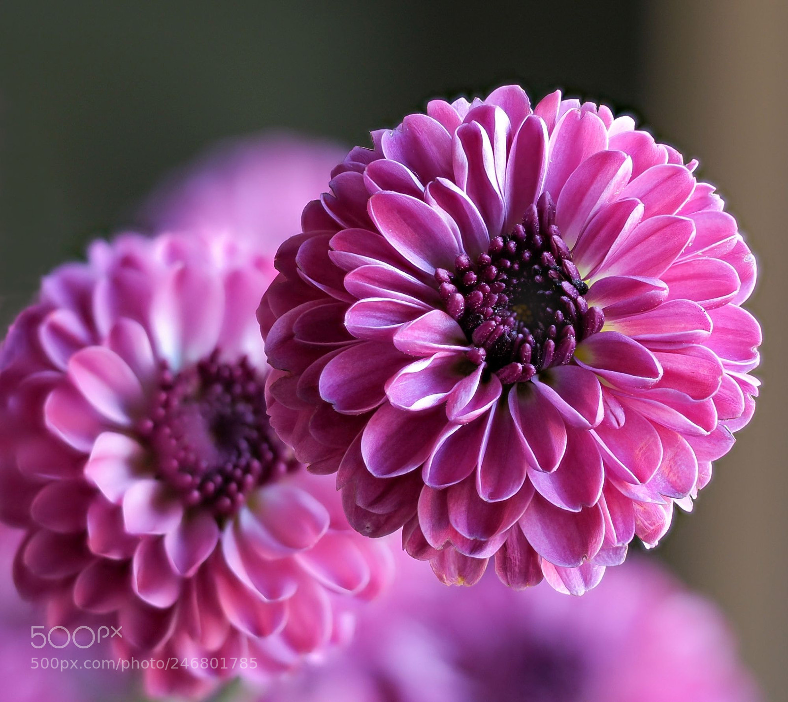 Olympus OM-D E-M1 sample photo. Colorful chrysanthemums photography