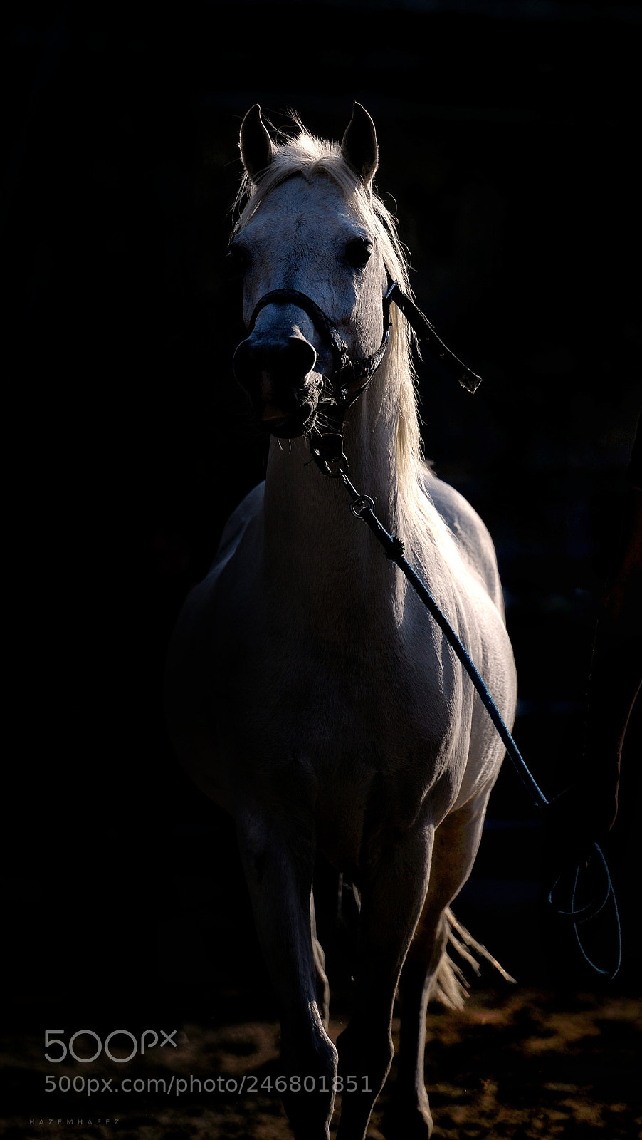 Nikon D610 sample photo. Grace .. photography