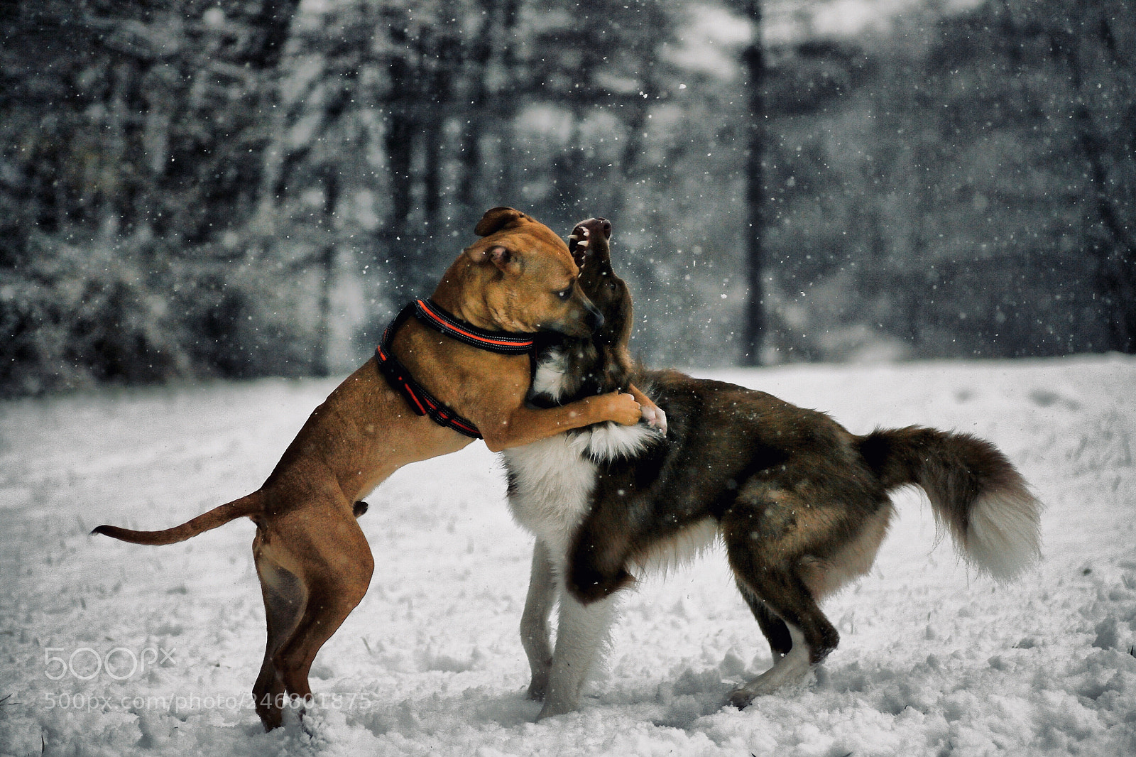 Canon EOS 5D sample photo. Fight - no... just photography