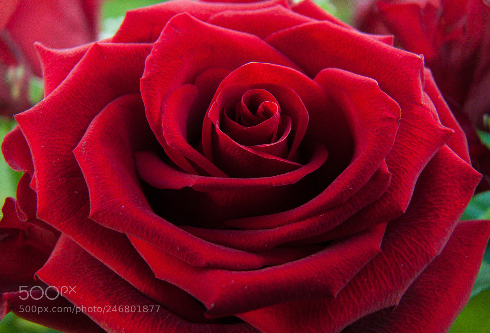 Panasonic DMC-FZ50 sample photo. Red rose photography