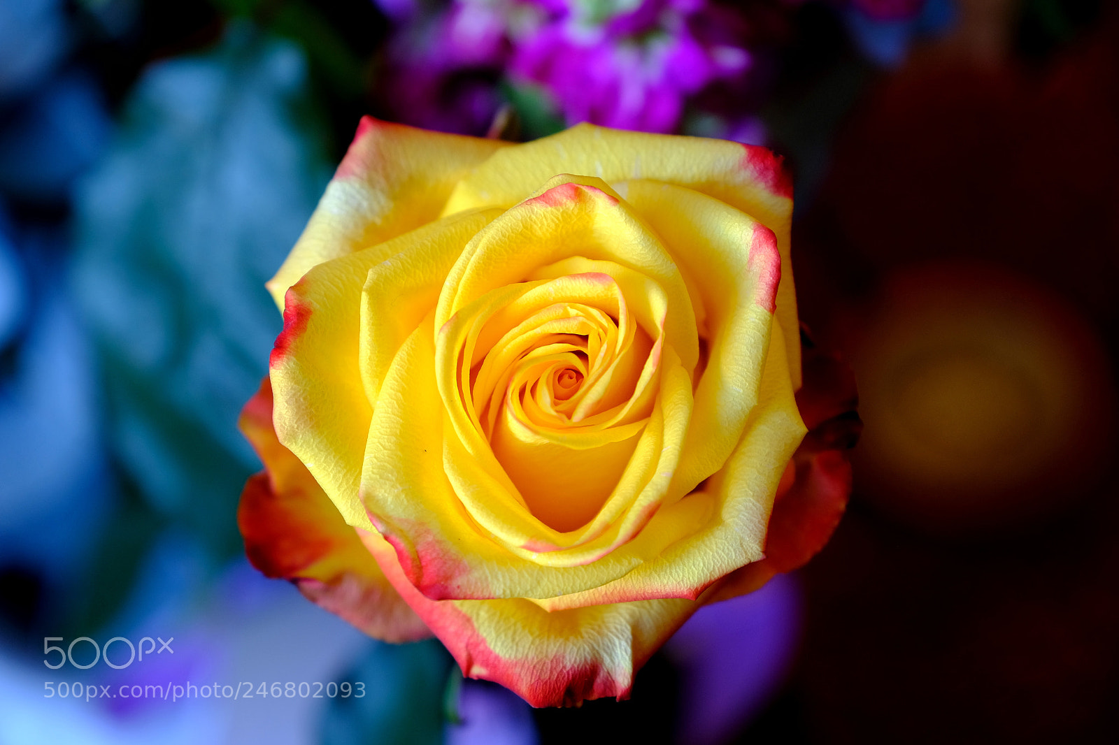 Fujifilm X-T2 sample photo. Rosa screziata photography
