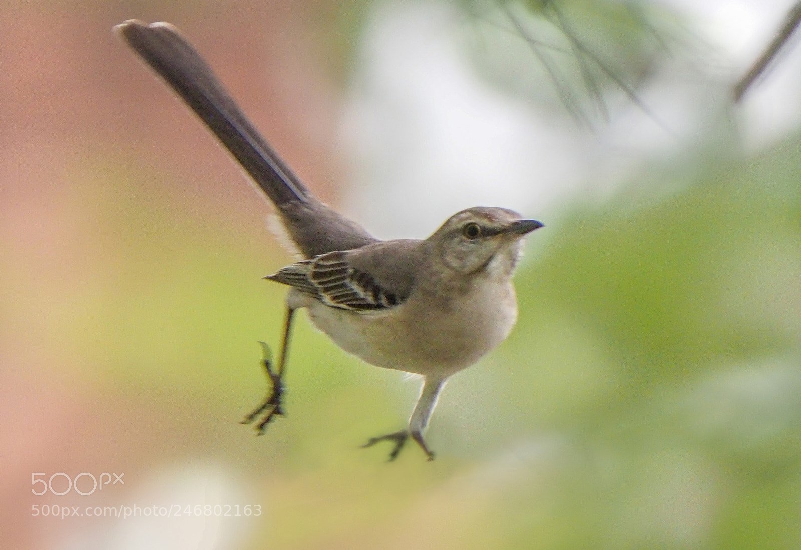 Olympus OM-D E-M1 Mark II sample photo. Mockingbird photography