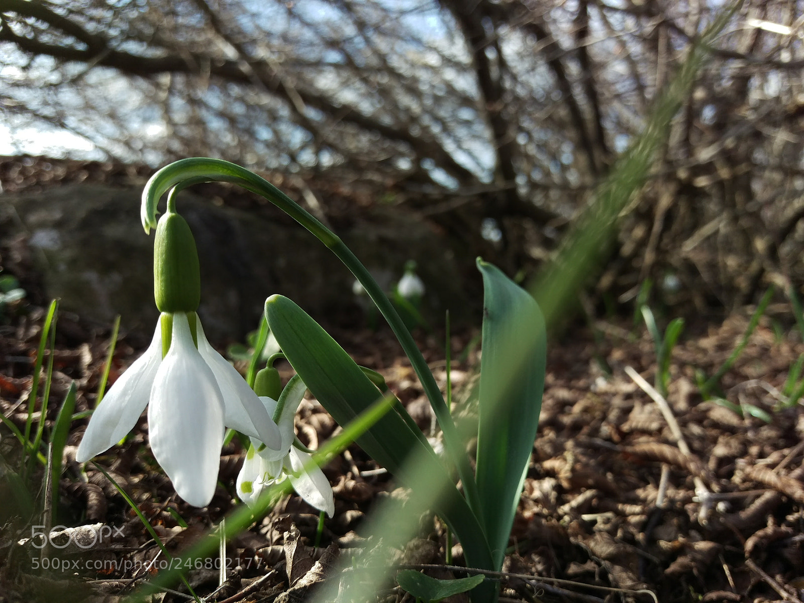 HTC ONE M9 sample photo. Spring flower photography
