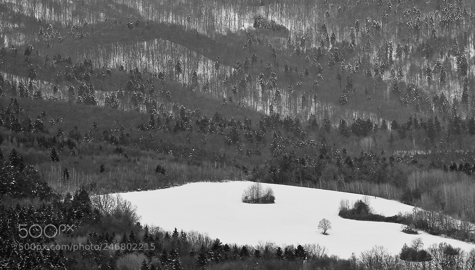 Olympus OM-D E-M10 sample photo. Winter forest iii photography