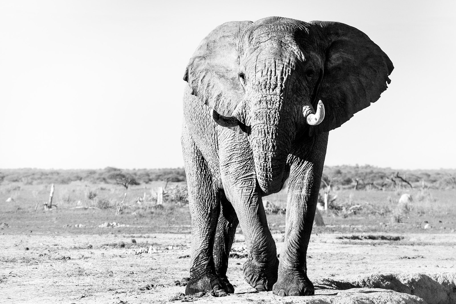 Canon EOS 7D Mark II sample photo. Memories of africa photography
