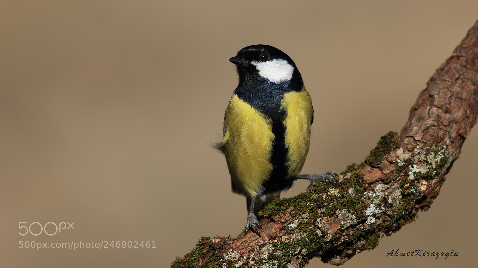 Canon EOS 7D Mark II sample photo. Great tit photography