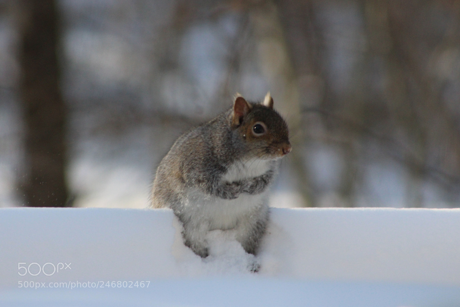 Canon EOS 1200D (EOS Rebel T5 / EOS Kiss X70 / EOS Hi) sample photo. Snow squirrel photography