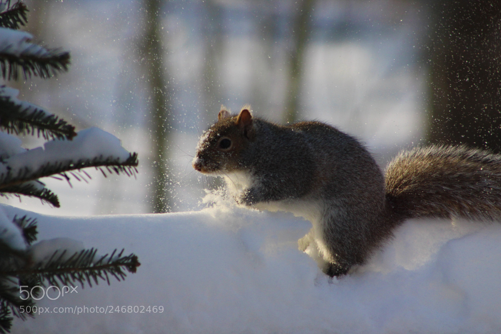 Canon EOS 1200D (EOS Rebel T5 / EOS Kiss X70 / EOS Hi) sample photo. Snow squirrel photography