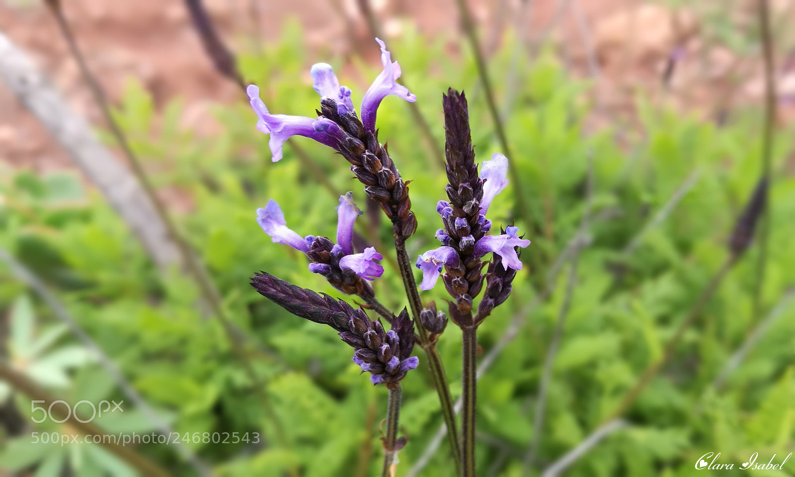 HUAWEI P9 Plus sample photo. Por el camino... photography