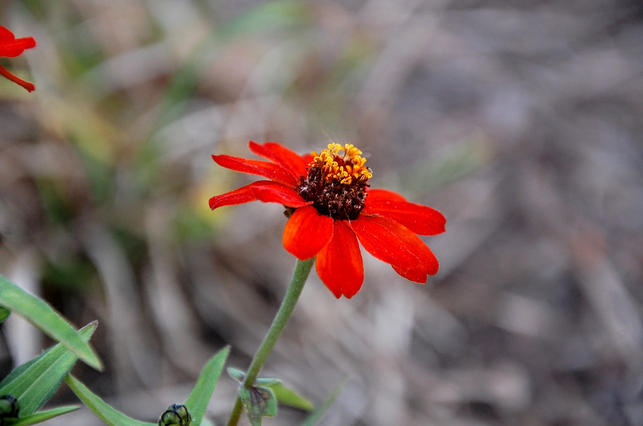 Nikon D40 sample photo. Vermilion. photography