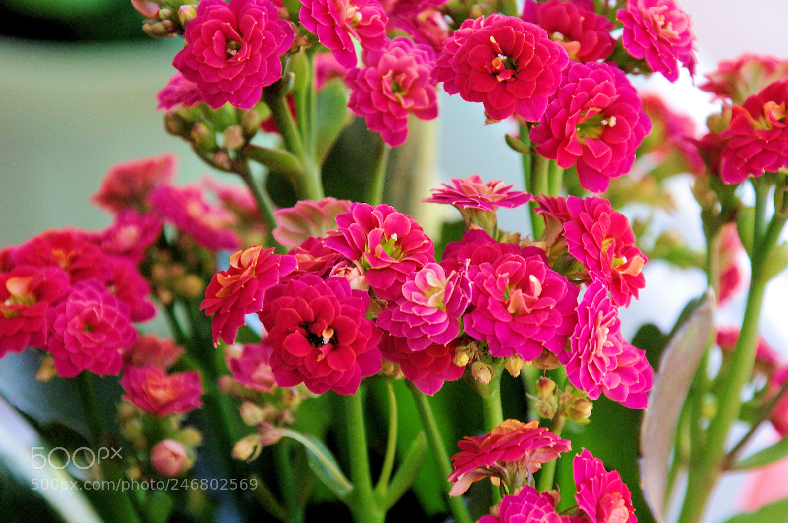 Pentax K-x sample photo. Flowers photography