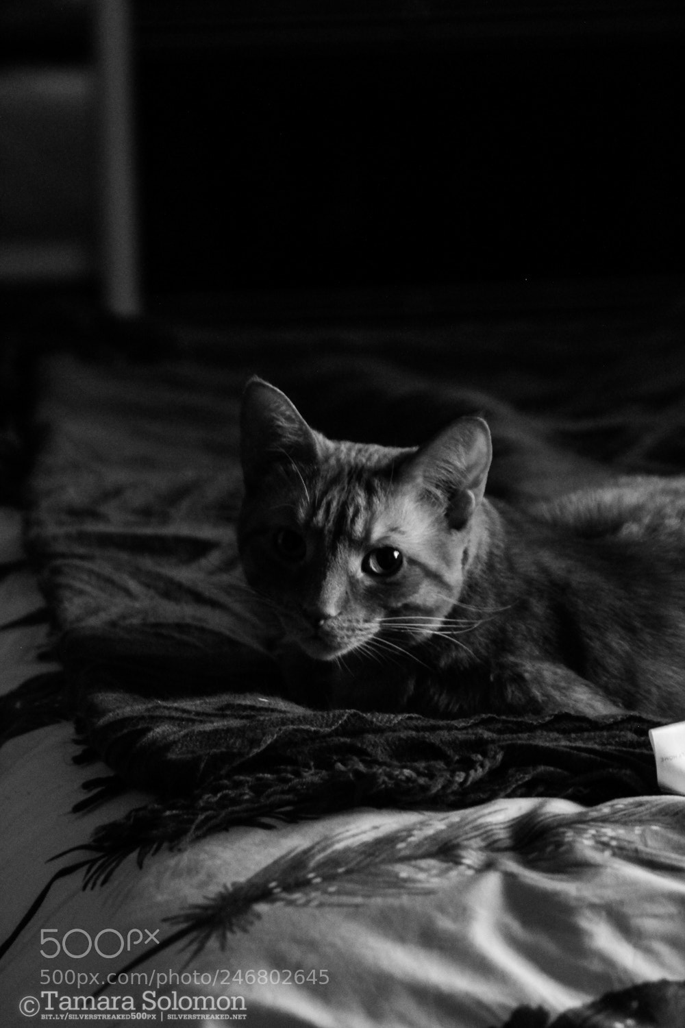Canon EOS 100D (EOS Rebel SL1 / EOS Kiss X7) sample photo. Hachi ix photography