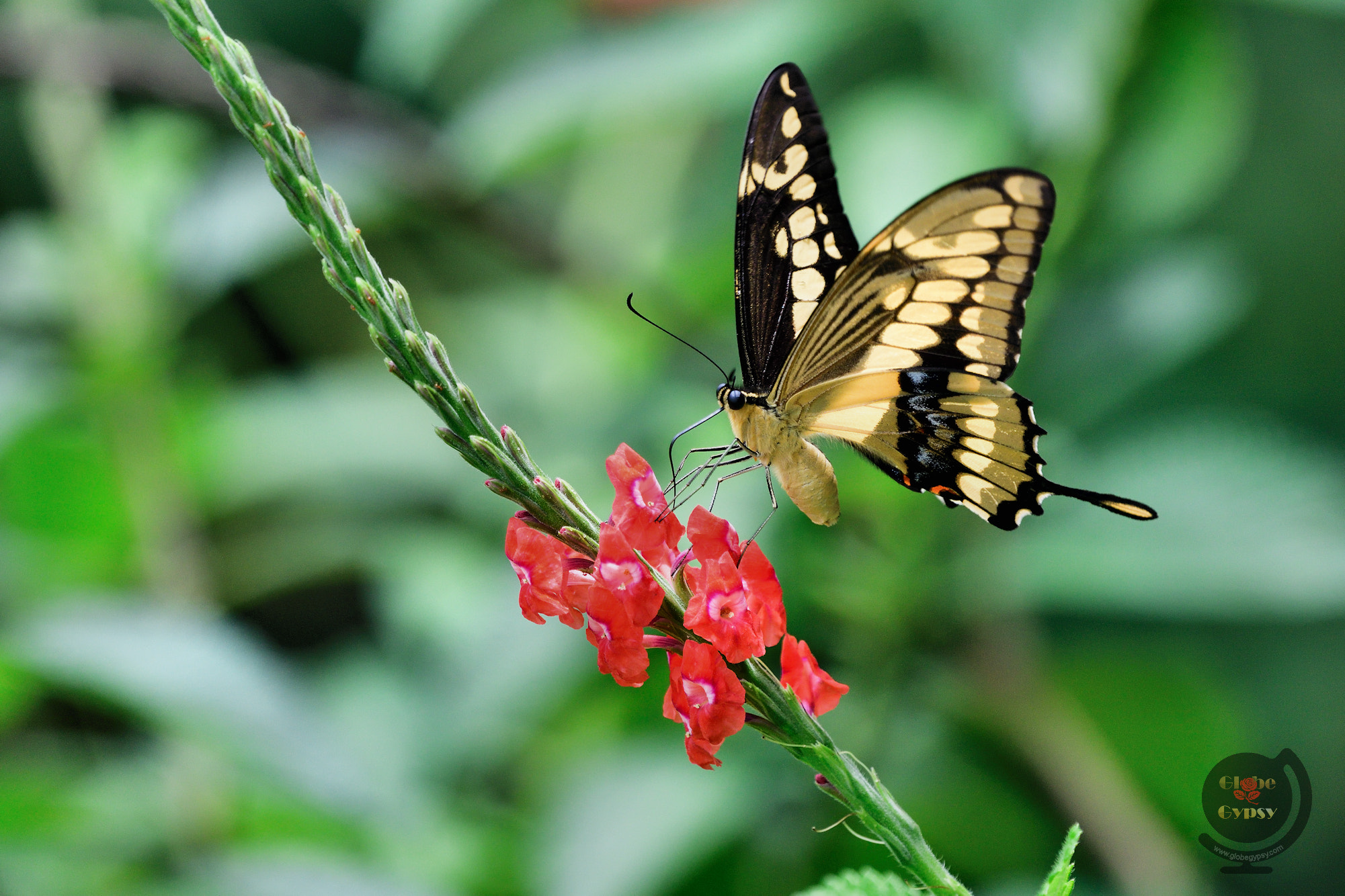 Nikon D500 sample photo. Bright wings photography