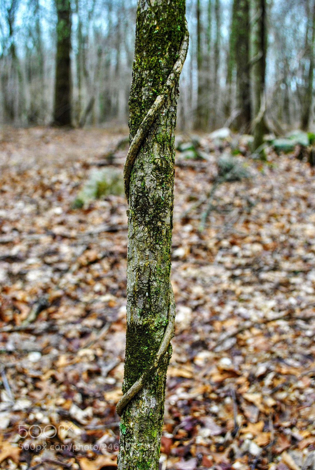Nikon D3000 sample photo. Twistingvine photography