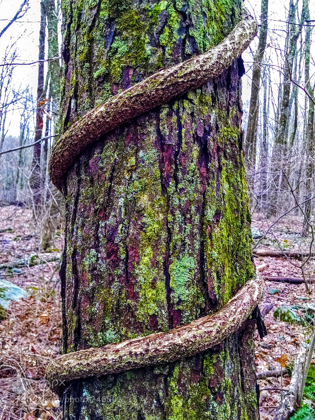 Motorola XT1080 sample photo. Twistingvinetree photography