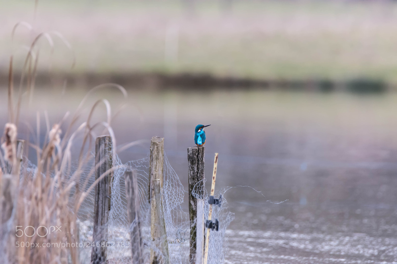 Nikon D7200 sample photo. Modifier photography