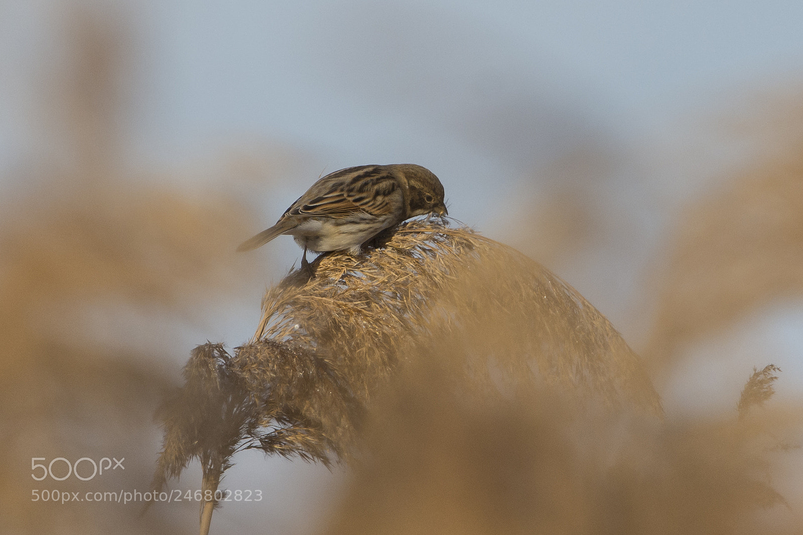 Nikon D7100 sample photo. Common reed bunting photography