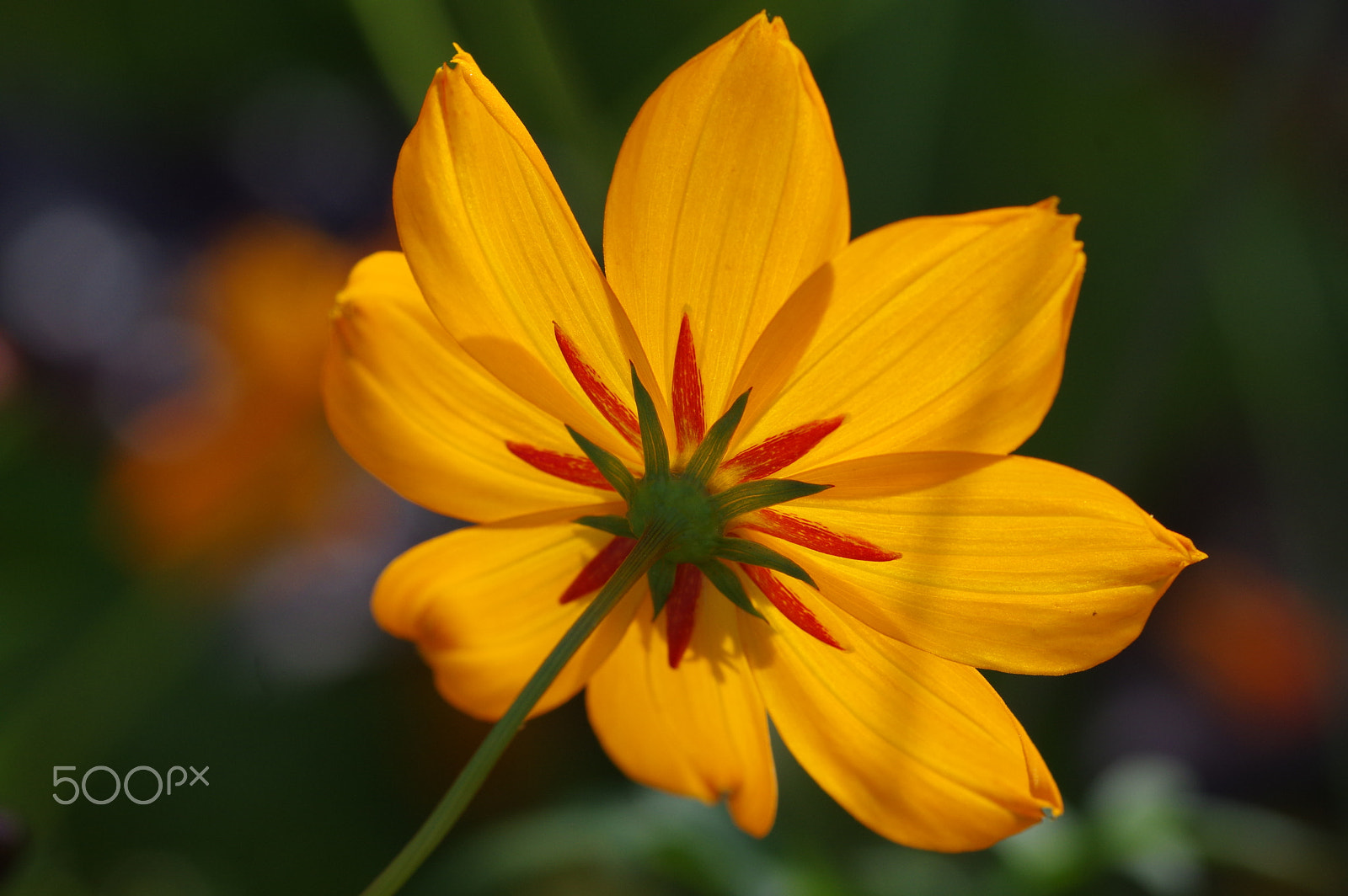 Pentax smc D-FA 100mm F2.8 Macro WR sample photo. Cosmos sulphureus photography