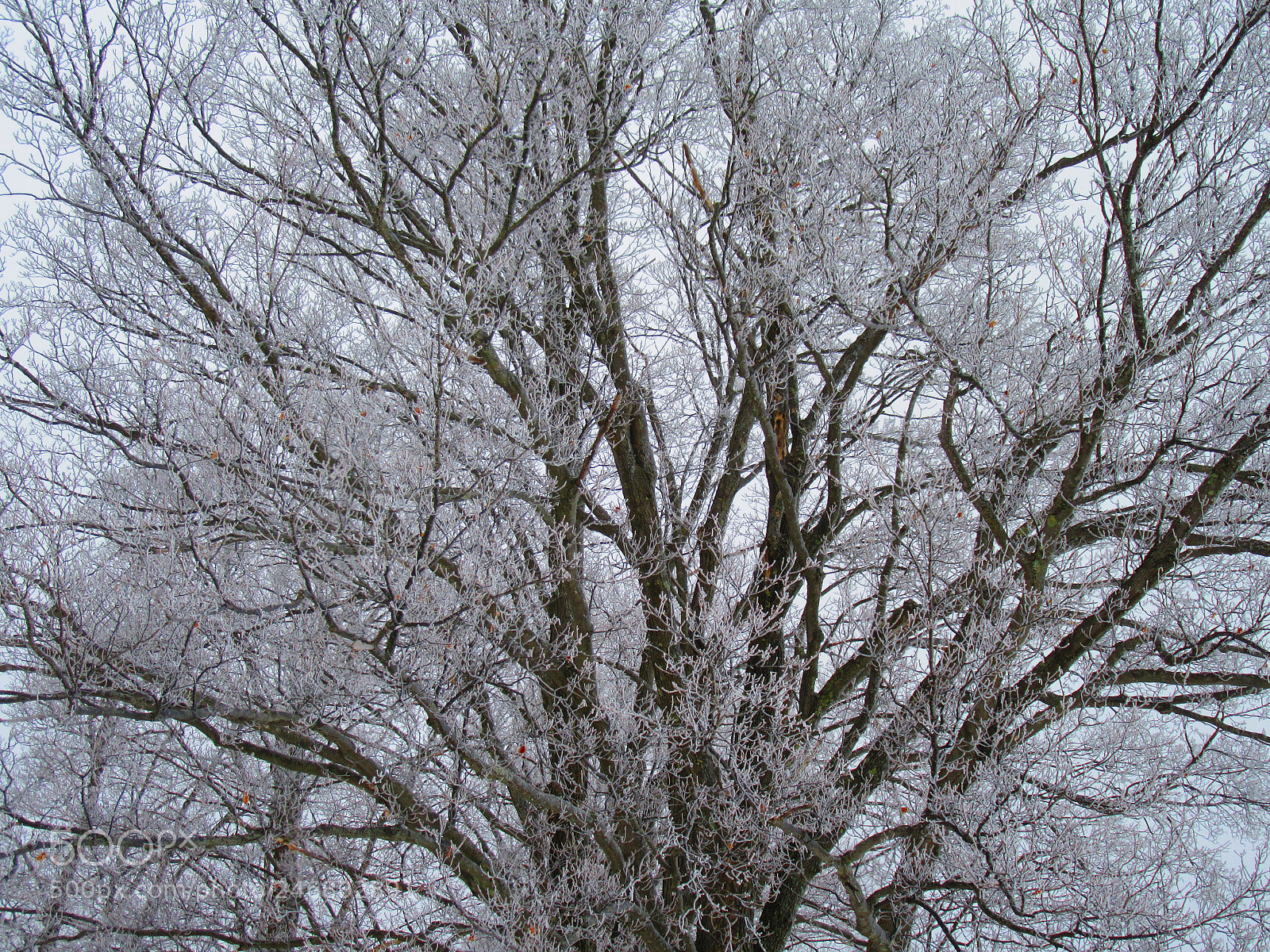 Canon PowerShot SX610 HS sample photo. Icy tree photography