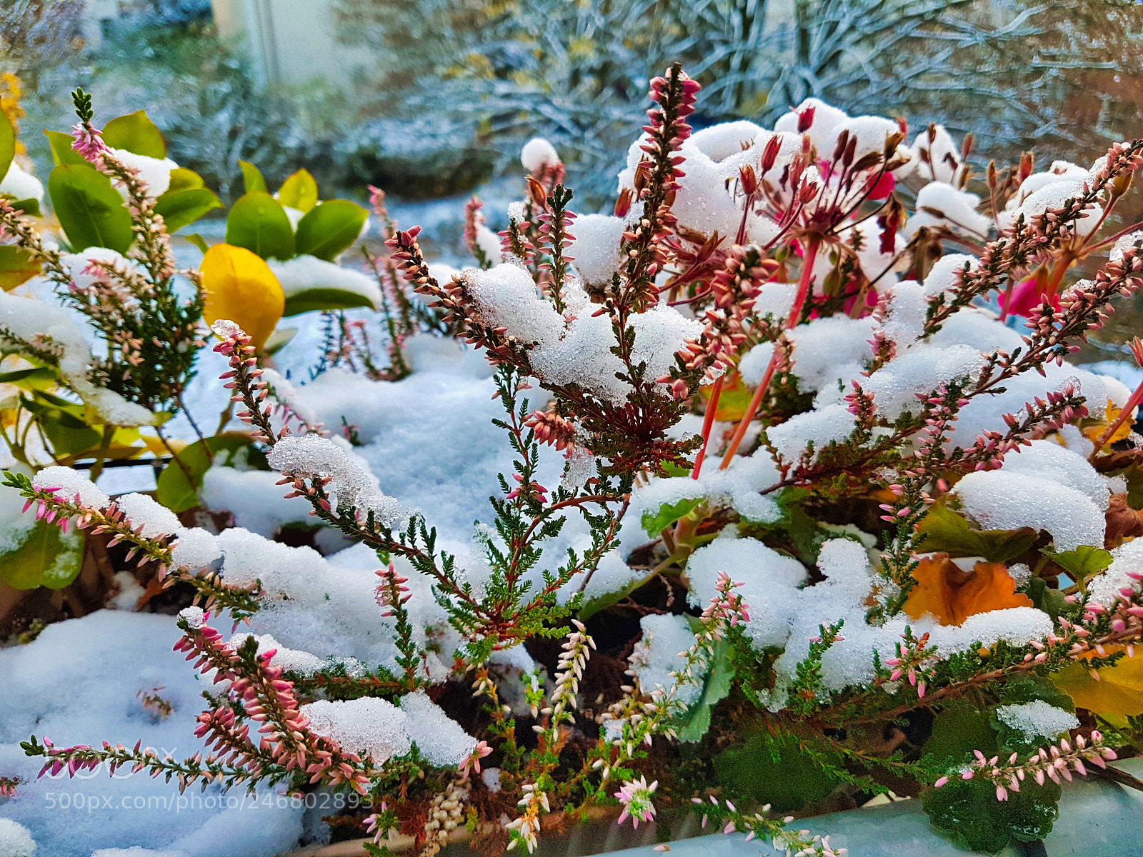 Samsung Galaxy S7 Edge sample photo. Winter or spring photography