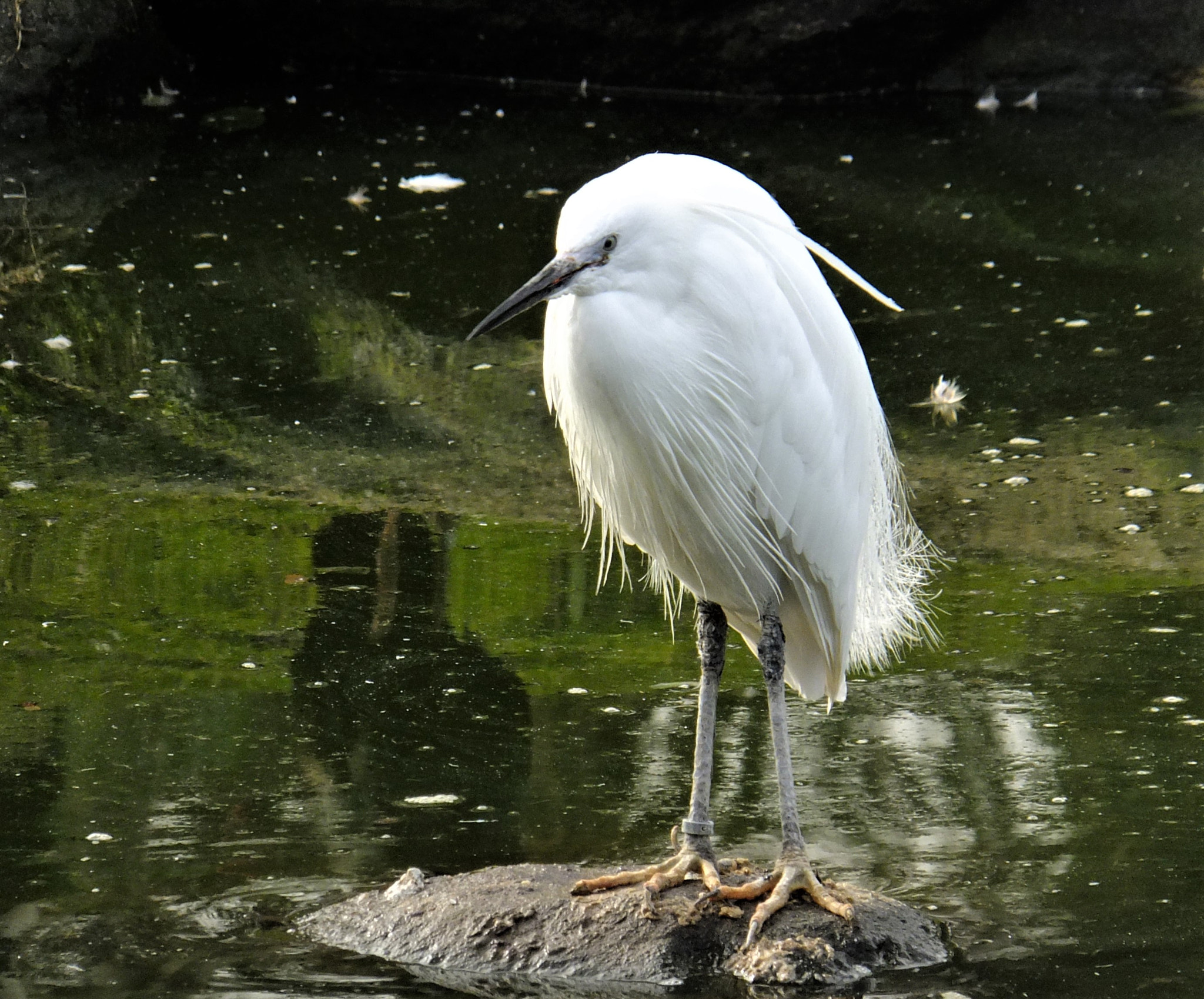 Fujifilm FinePix F770EXR (FinePix F775EXR) sample photo. Spring plumage on the little egret photography