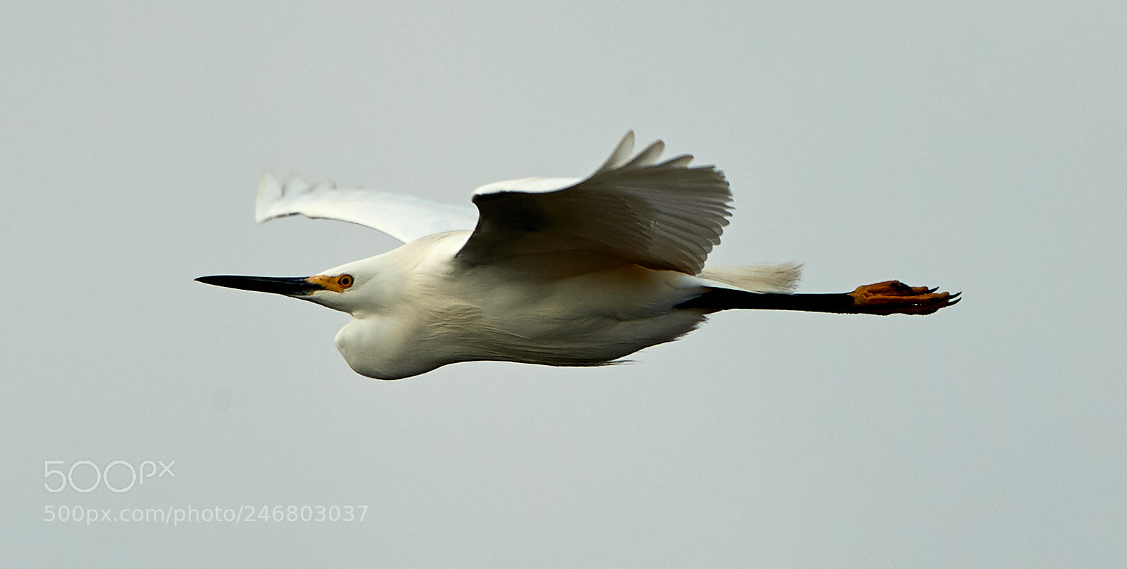 Canon EOS-1D X Mark II sample photo. 02-20-18-0004379.jpg photography