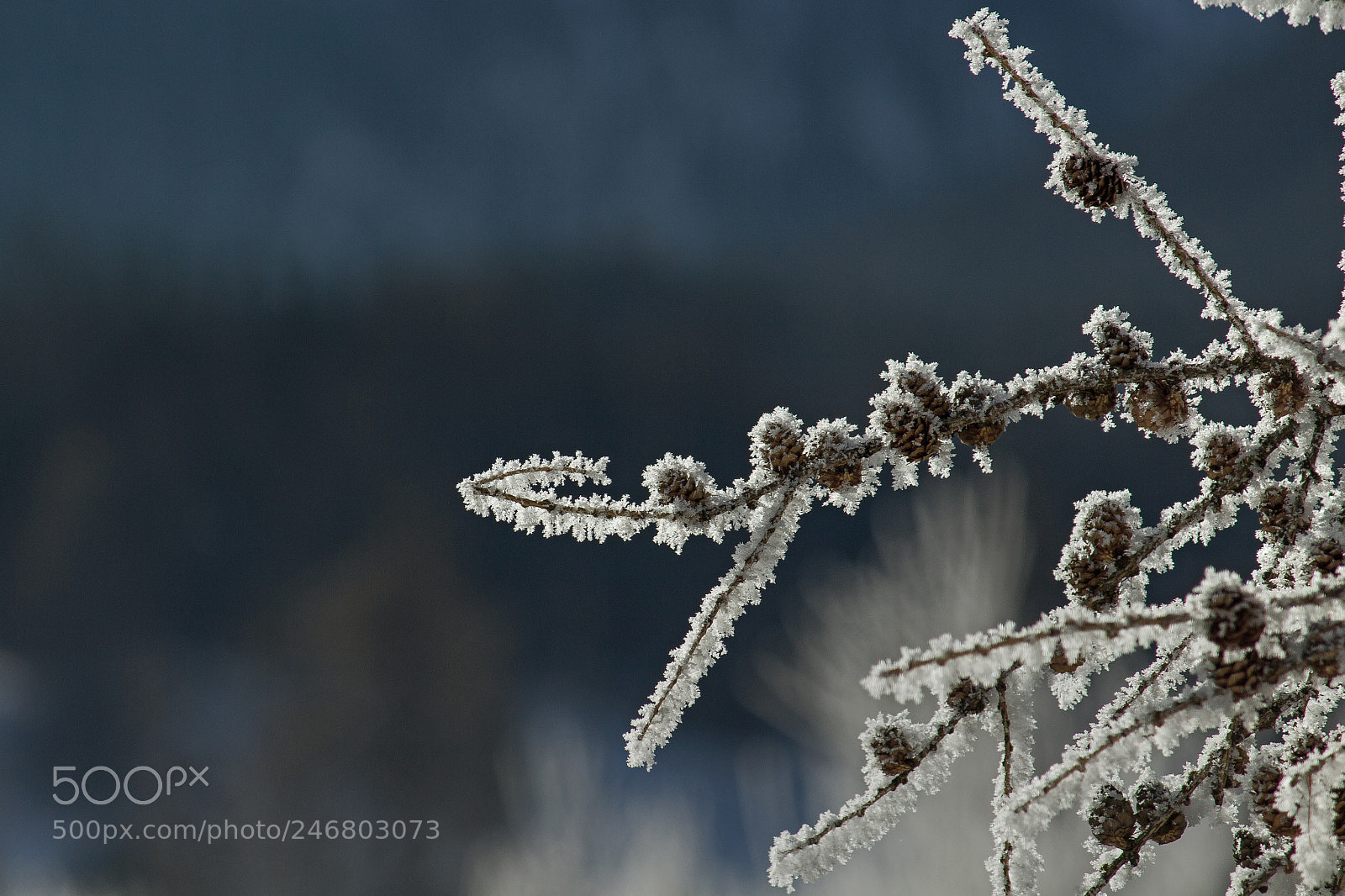Canon EOS 700D (EOS Rebel T5i / EOS Kiss X7i) sample photo. Freezing morning photography