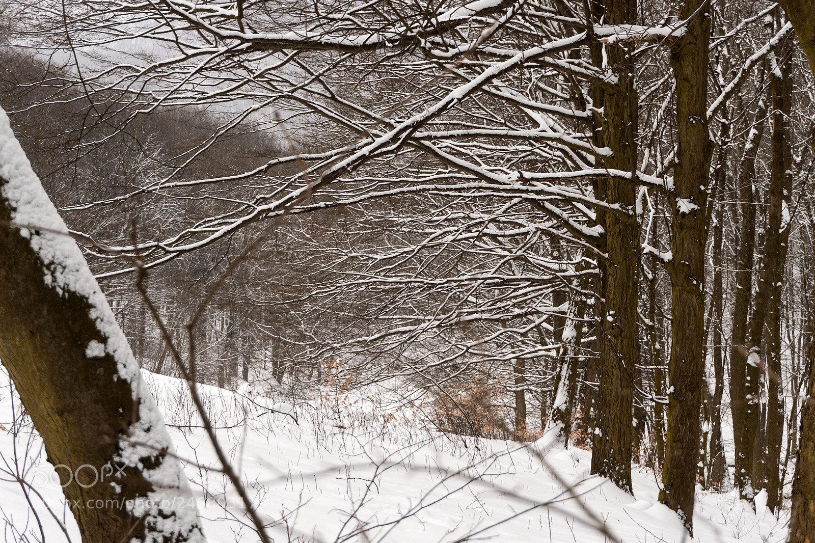 Sony a5100 sample photo. Snowy trees photography