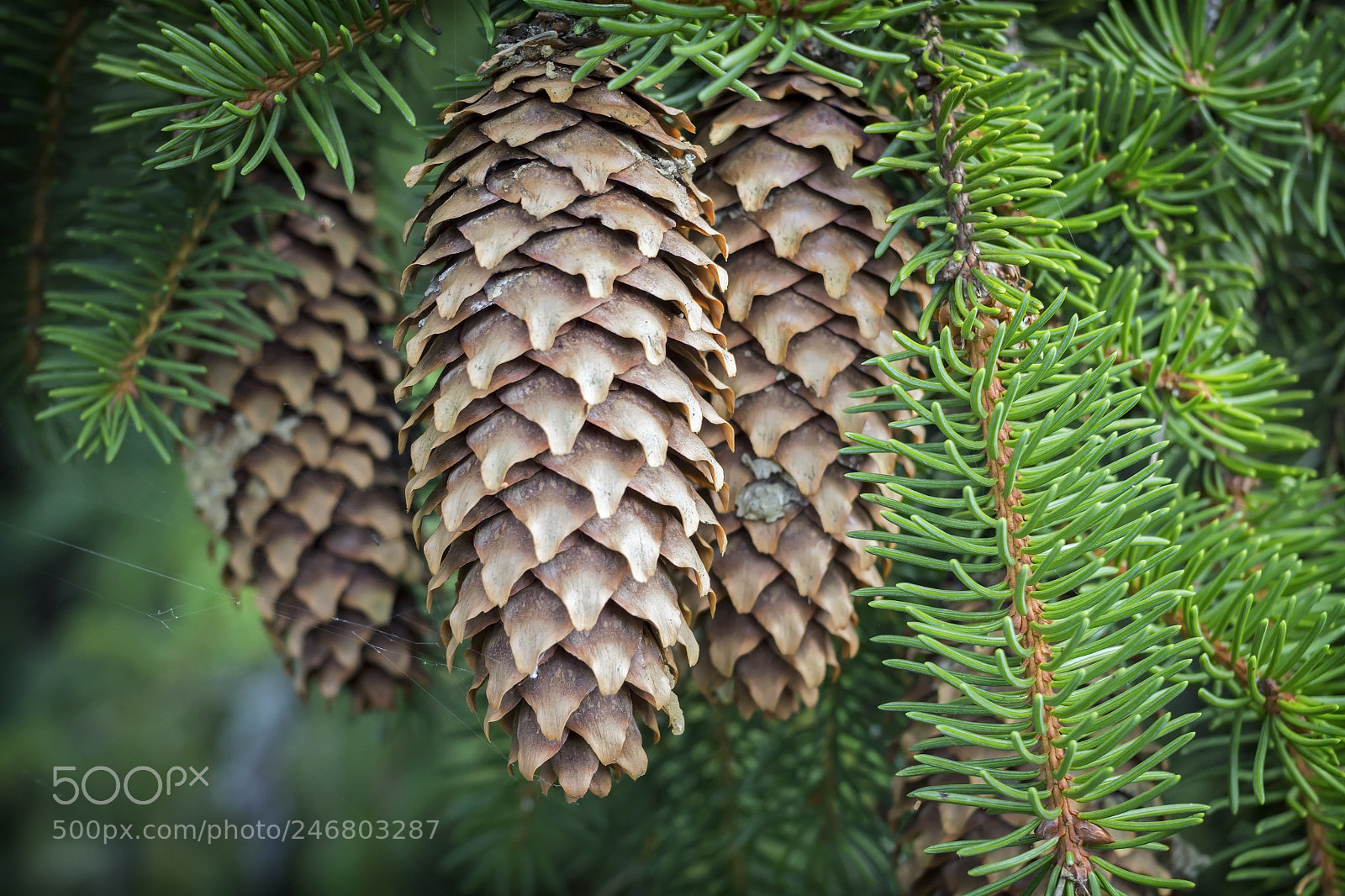 Canon EOS 60D sample photo. Fir cones on a photography