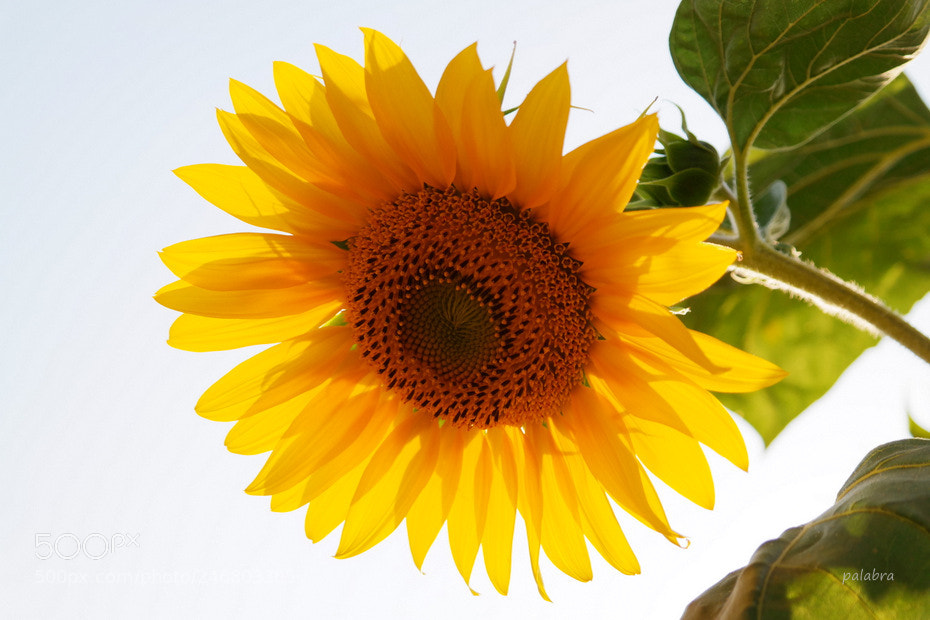 Samsung NX30 sample photo. ... photography