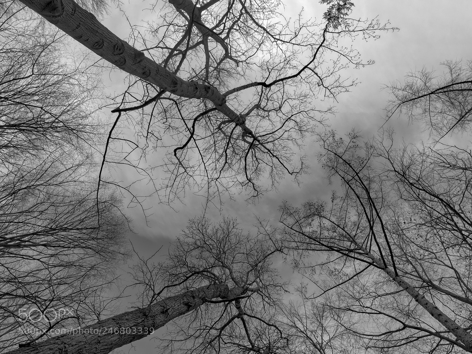 Olympus OM-D E-M1 sample photo. Trees photography