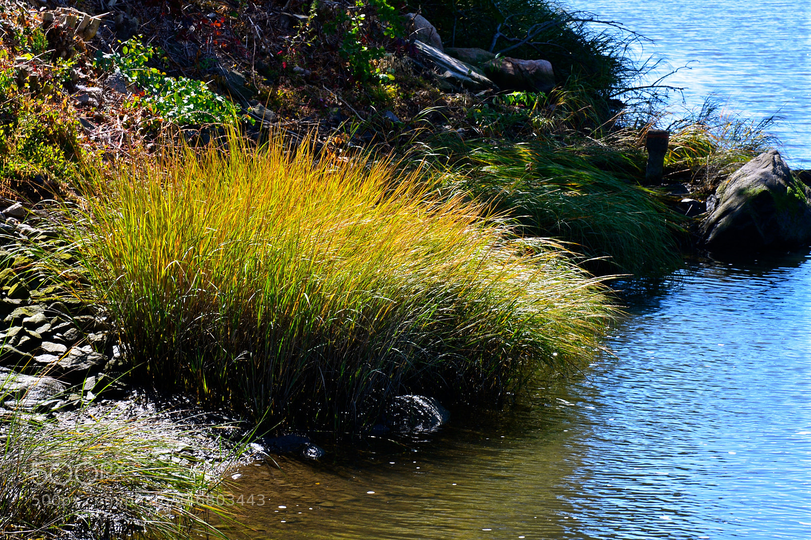 Nikon D600 sample photo. By the river photography