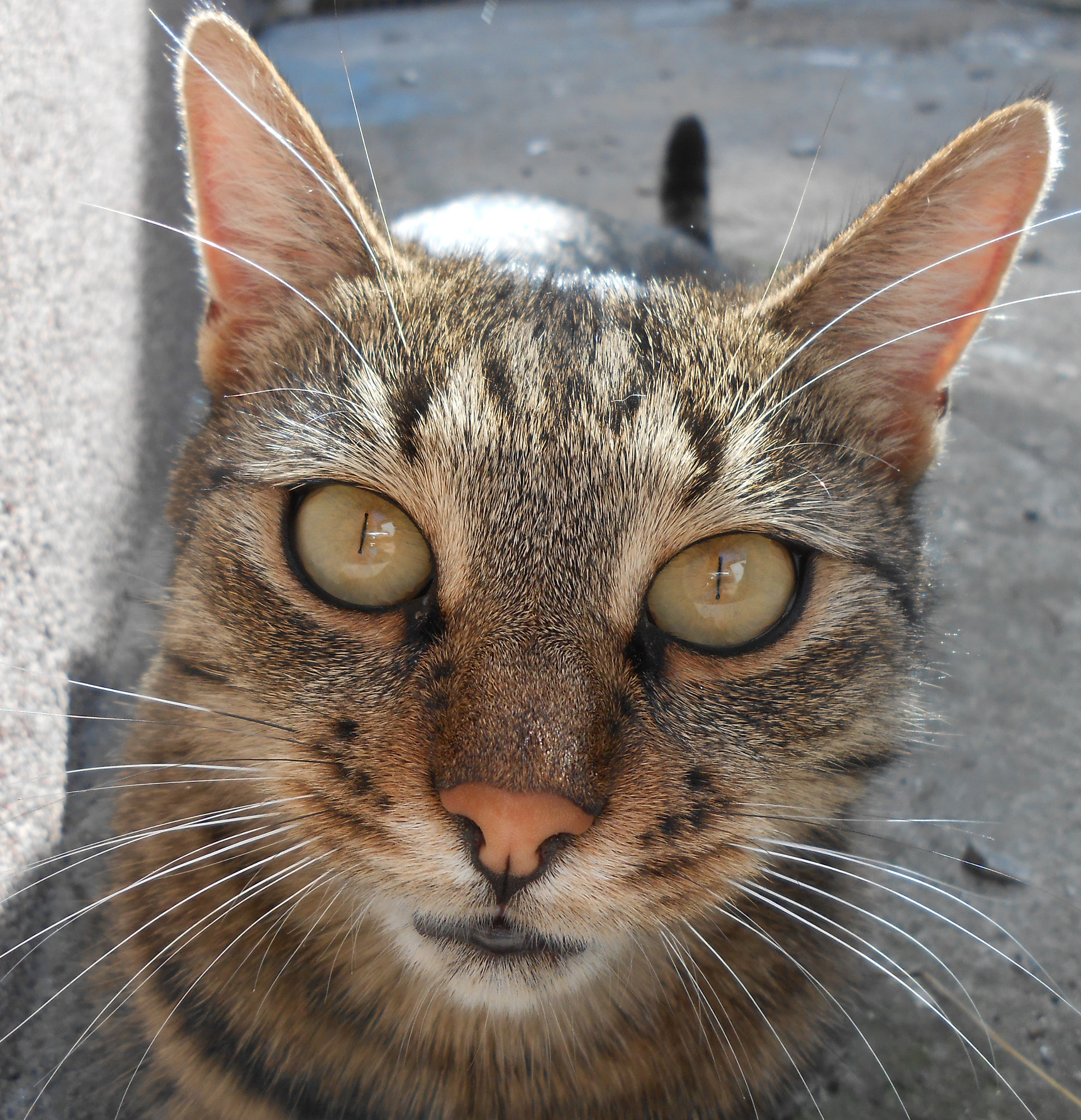 Nikon COOLPIX S2700 sample photo. Kitty cat photography
