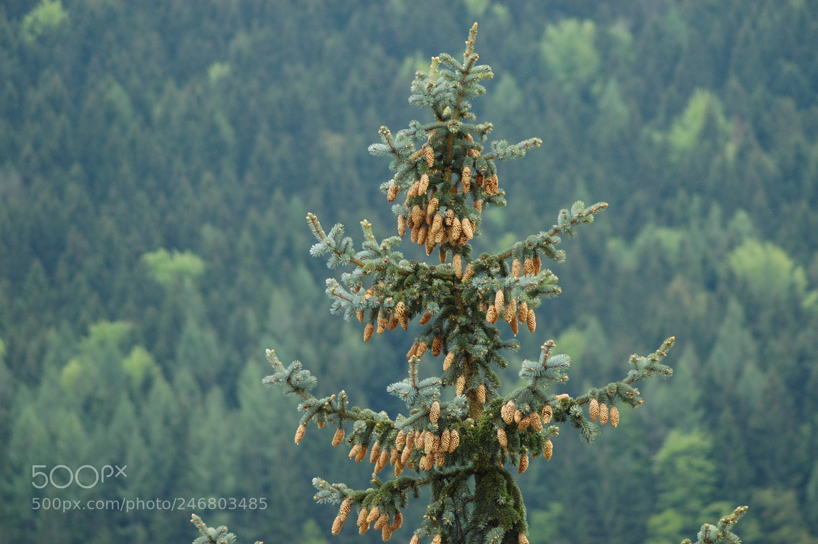 Nikon D70 sample photo. Windischgarsten, upper austria photography