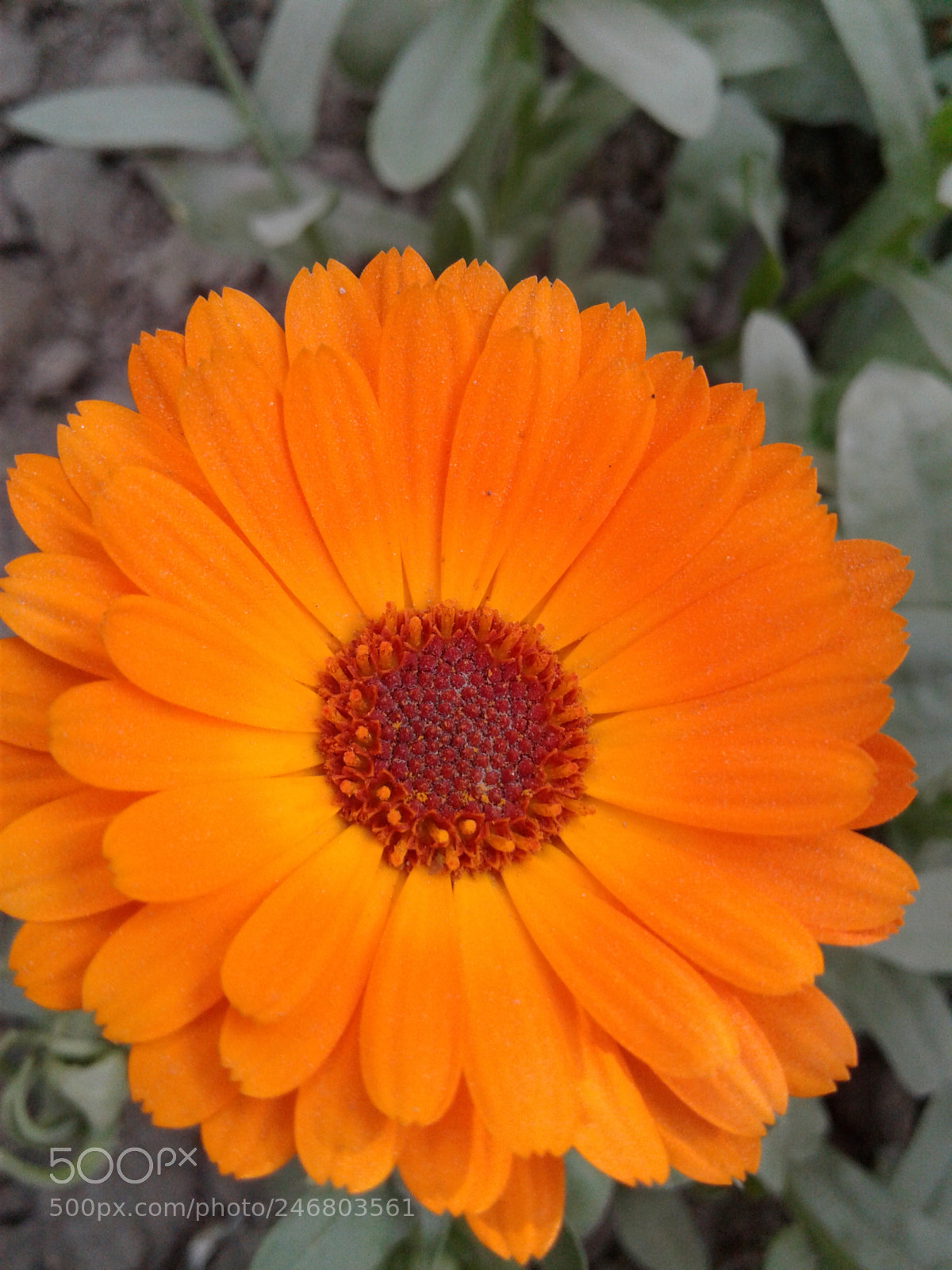 Samsung Galaxy J2 sample photo. Untitled photography