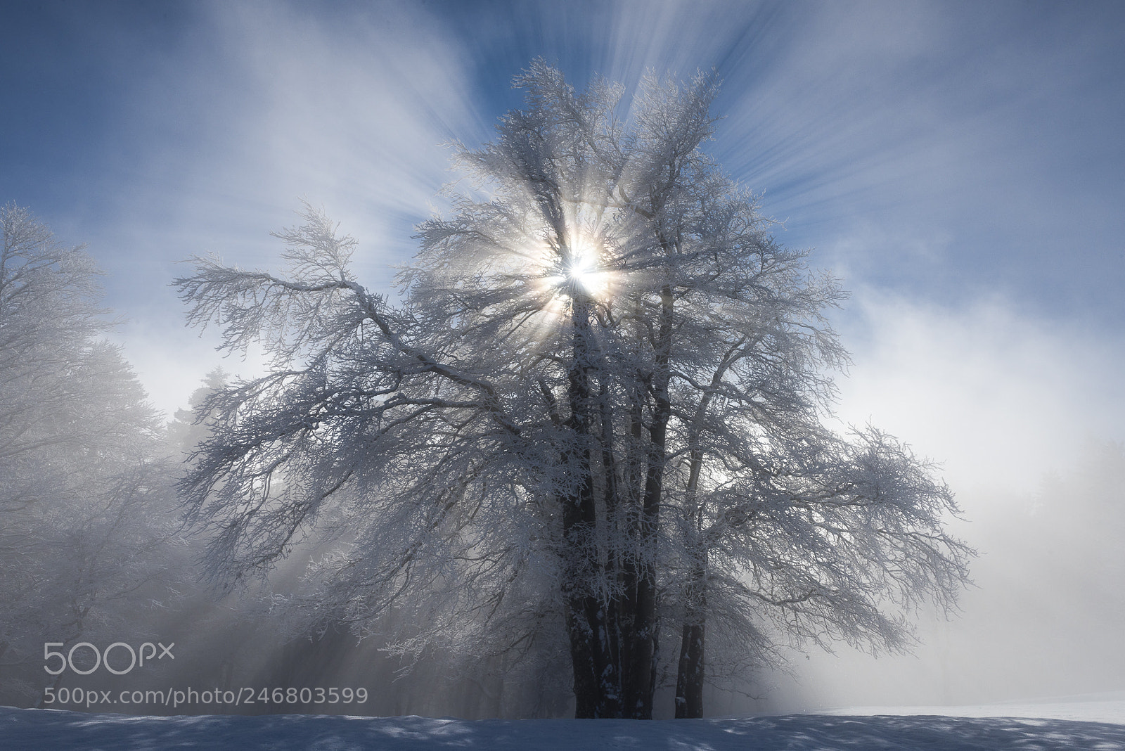 Nikon D810 sample photo. Tree aura photography