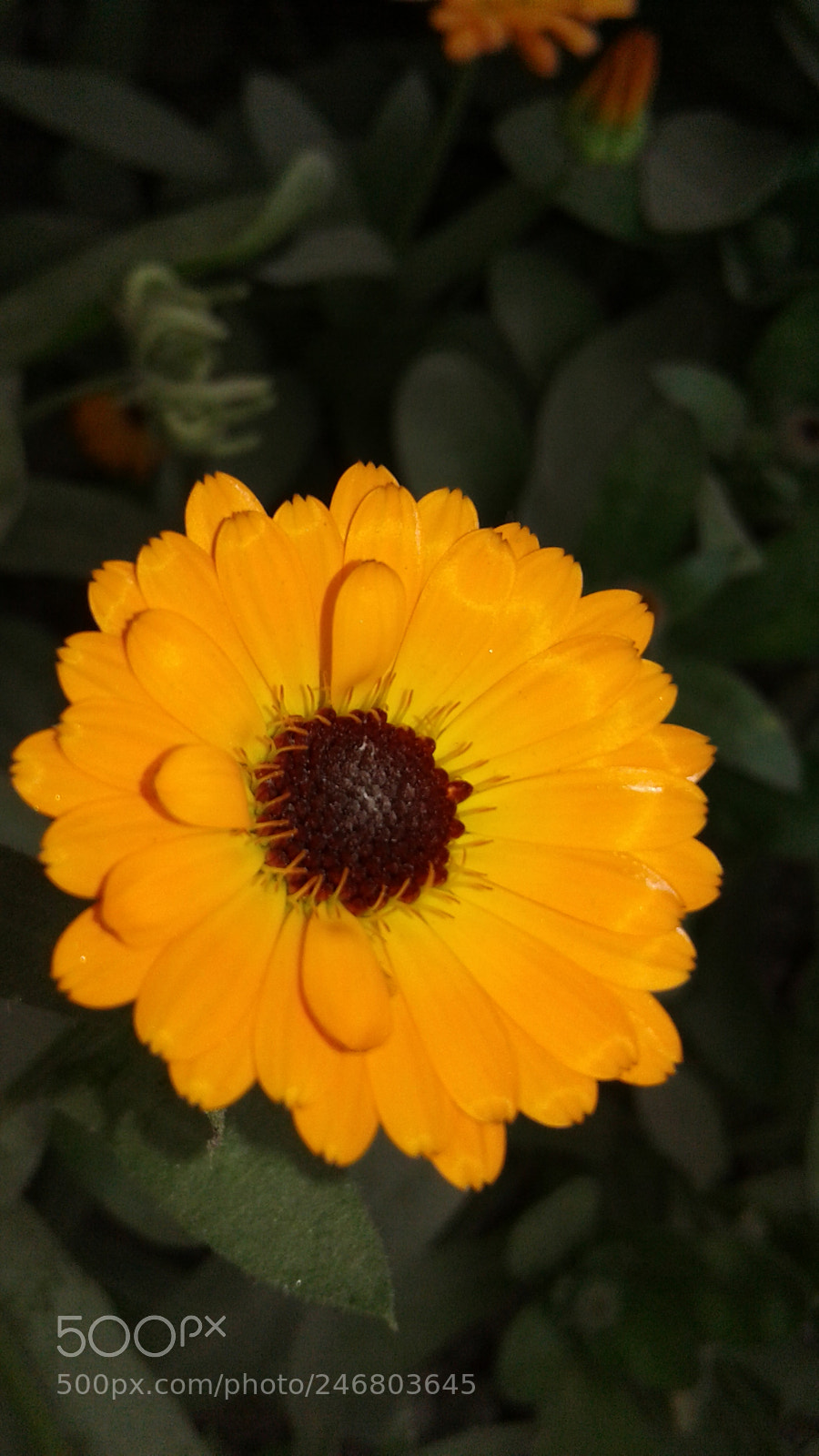 Samsung Galaxy J2 sample photo. Untitled photography